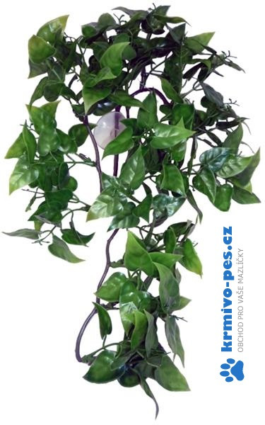 Komodo Philodendron Plant 30 cm