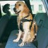 Postroj pes Bezpečnostní do auta L Trixie