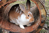Tetčický mlýn Krmivo pro králíky 25kg bez antikokcidik
